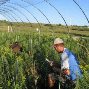 Kevin Wilcox works under rainout shelters at the Climate Extremes experiment, Konza Prairie LTER, Kansas.
