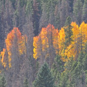 Aspen changing colors in beetle kill forest