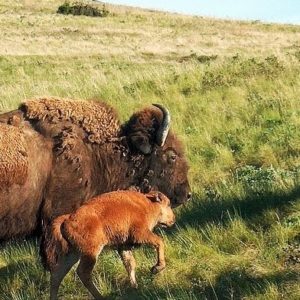Bison with calf on prairie