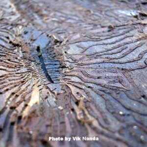 Worm paths in wood