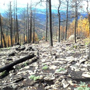 Severe forest burn area in Colorado