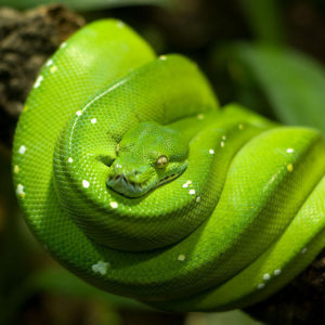 Coiled green python