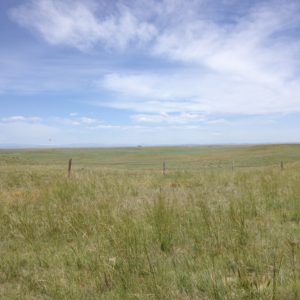 Grassland - Shortgrass Steppe, CO