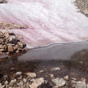 Chlamydomonas nivalis flow into St. Vrain Glaciers, CO
