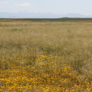 Mixed-grass prairie in bloom near Cheyenne WY