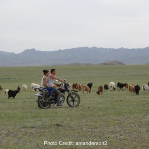 goat herding Mongolia