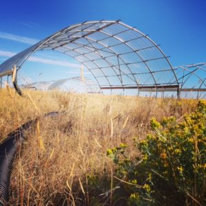 drought experiment in Northern Colorado’s Central Plains Experimental Range