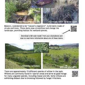 Image of species and QR codes for Rocky Mountain National Park; Beaver, Willows
