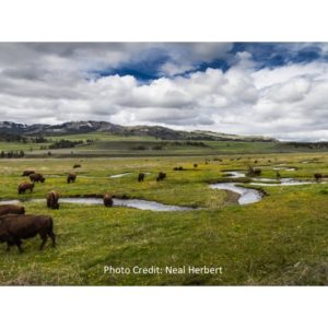Large bison herd in Yellowstone