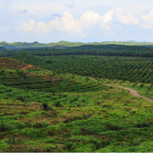 Palm oil plantations