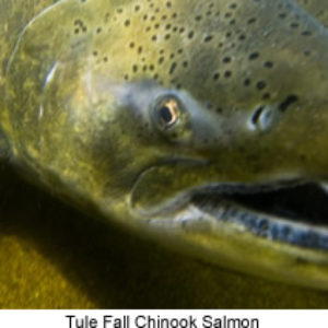 Chinook Salmon closeup