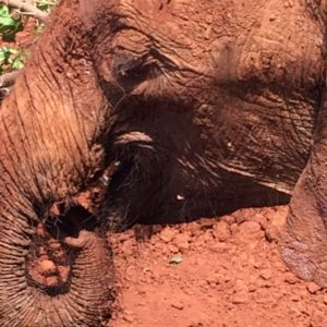 Closeup of elephant in red dirt