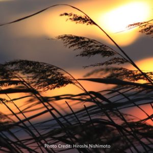 Grass silhouette at sunset