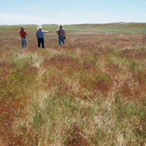 Researchers look at field of cheatgrass