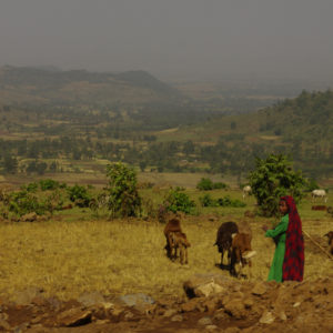 Woman working in a field in Ethiopian Highlands