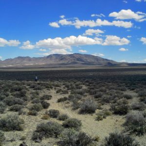 Nevada salt desert scrub