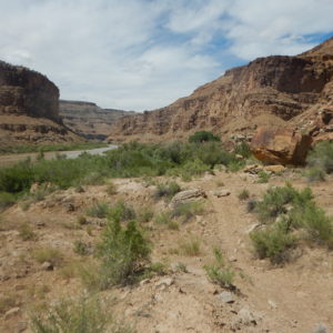 Invasive species along the Upper Colorado River