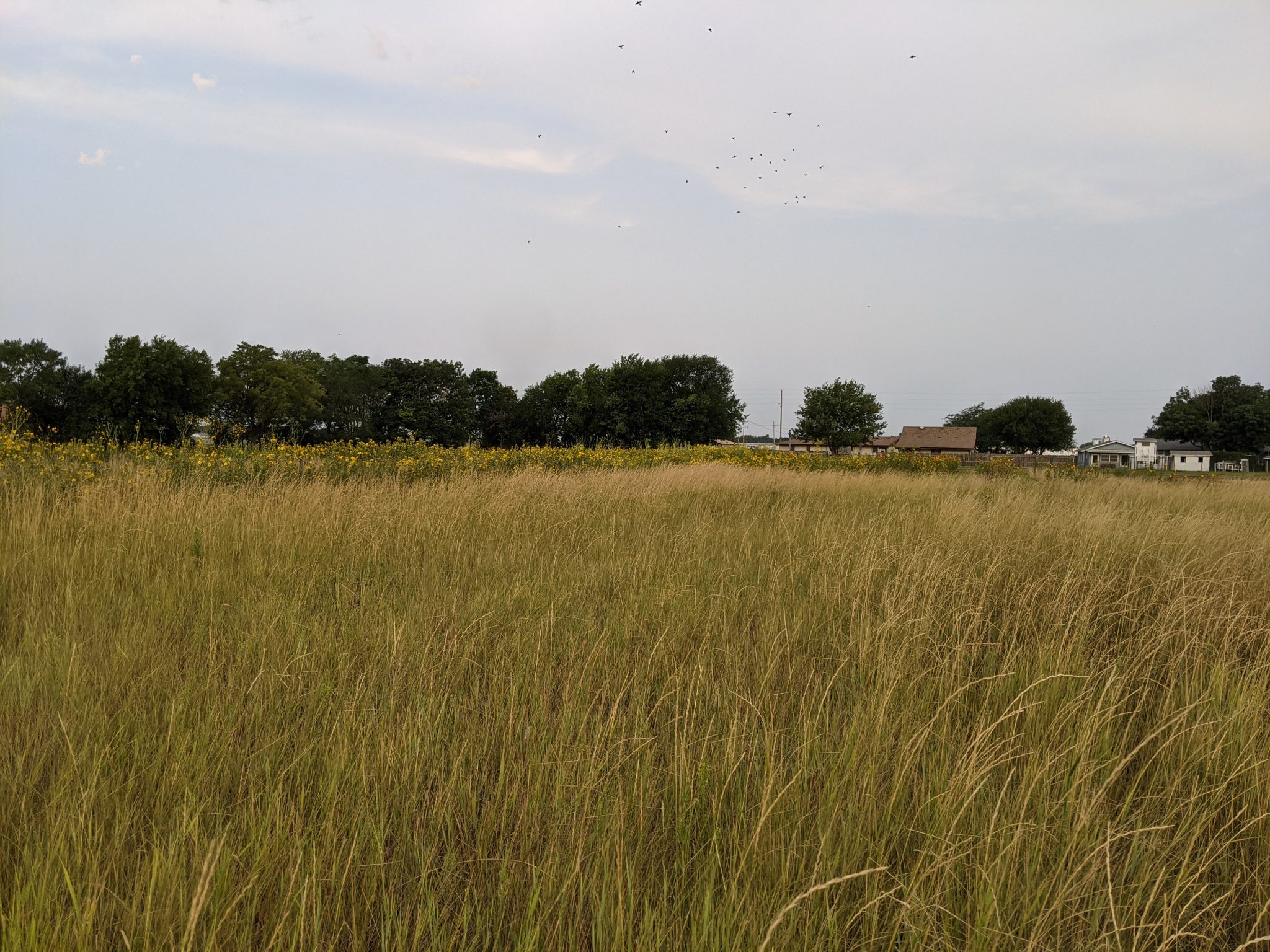 From the Field: Summer Field Work with Laura van der Pol – Natural ...